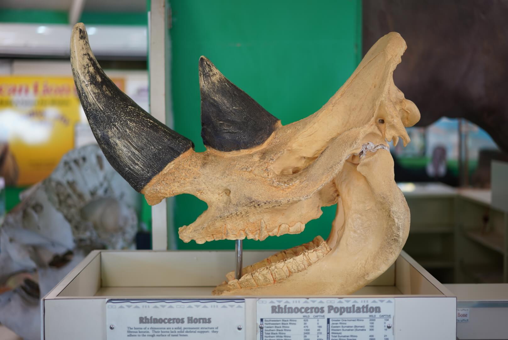 African Lion Safariの骨標本